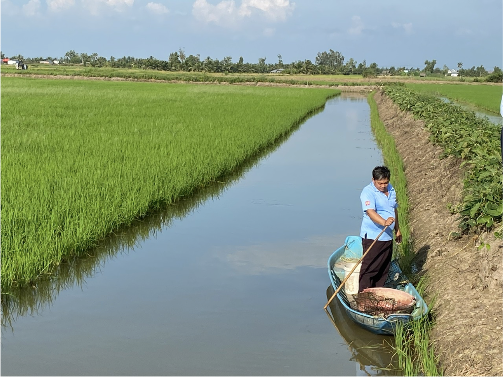 A rice – shrimp field showing a rice plot with peripheral ditches and dikes in the coastal area. (Courtesy: Dang Kieu Nhan)